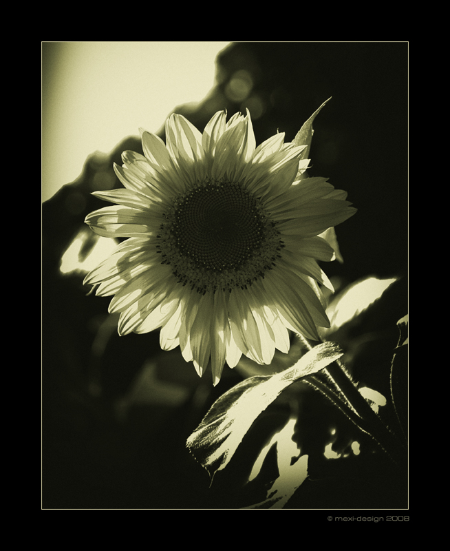 Sunflower-Feeling