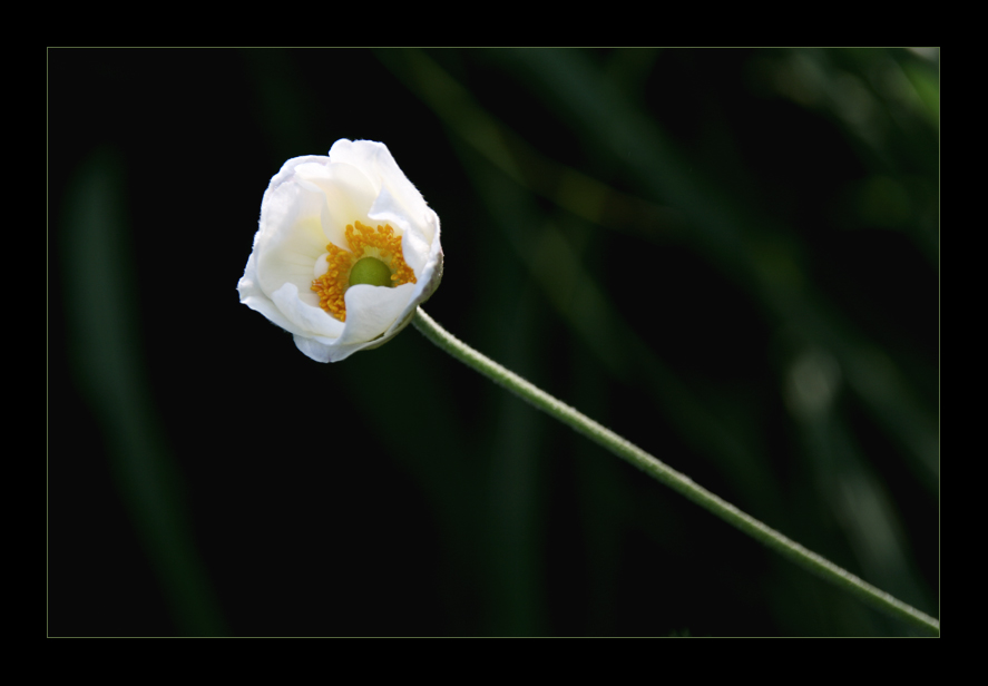 Weisse Blüte