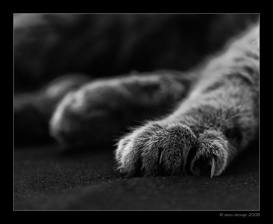 Katzenentspannung