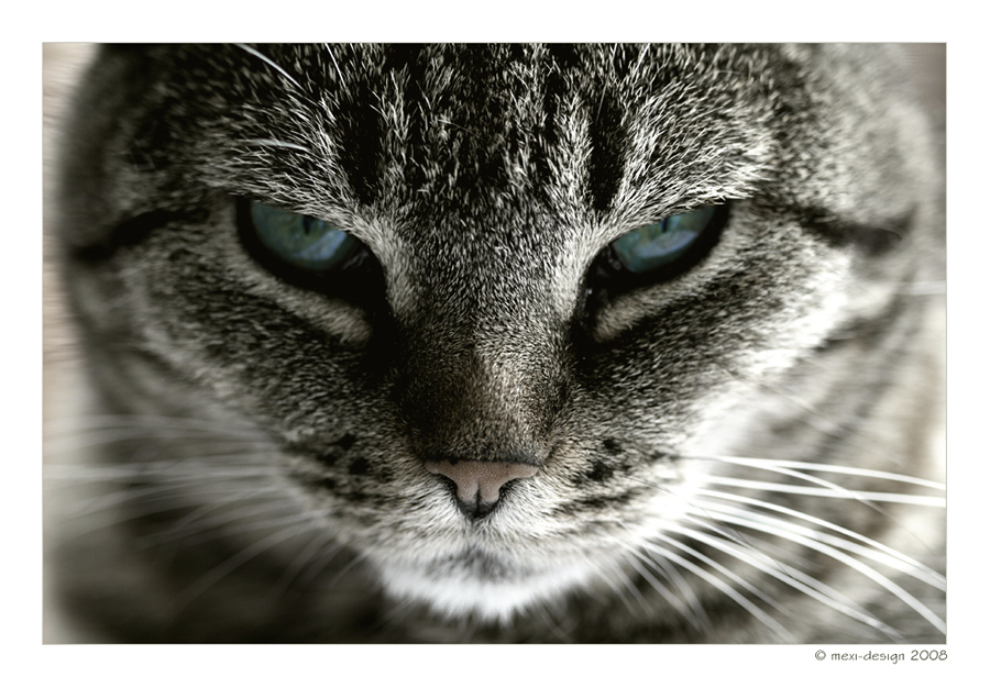 Katzenblick