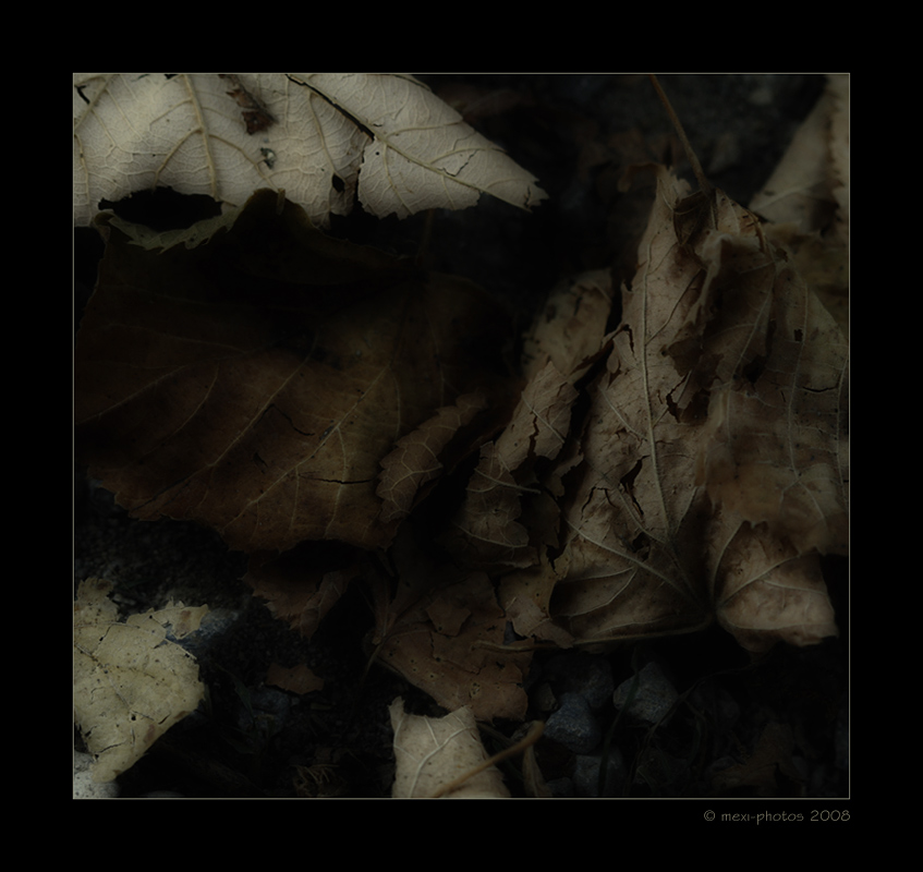 Herbstimpression 3
