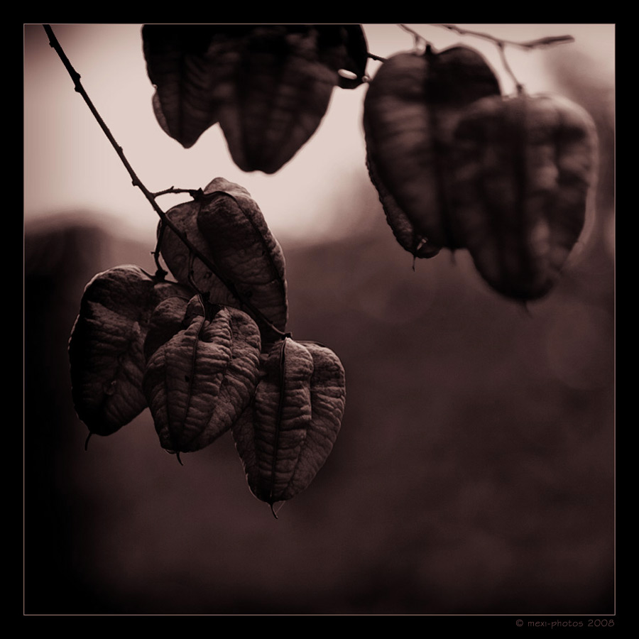 Autumnfeeling