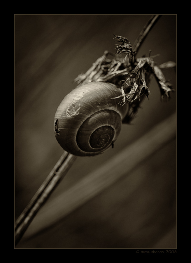 Schnecke im Herbst ...