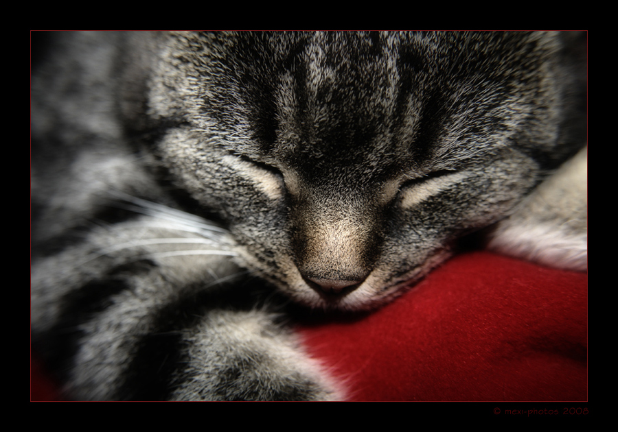 Schlafende Katze