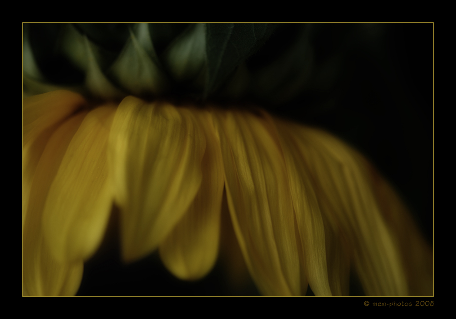 yellow dream