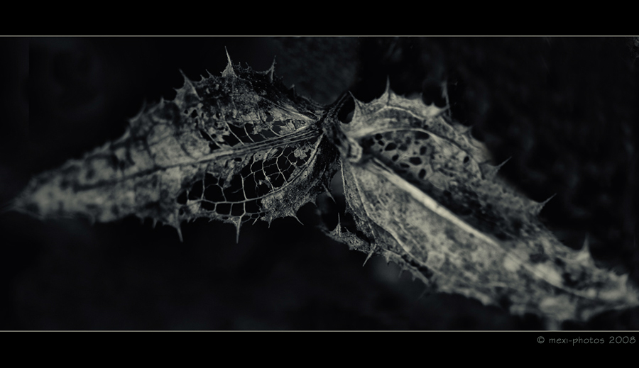 Herbstgerippe