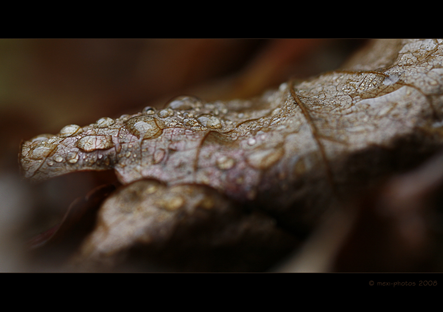 raindrops