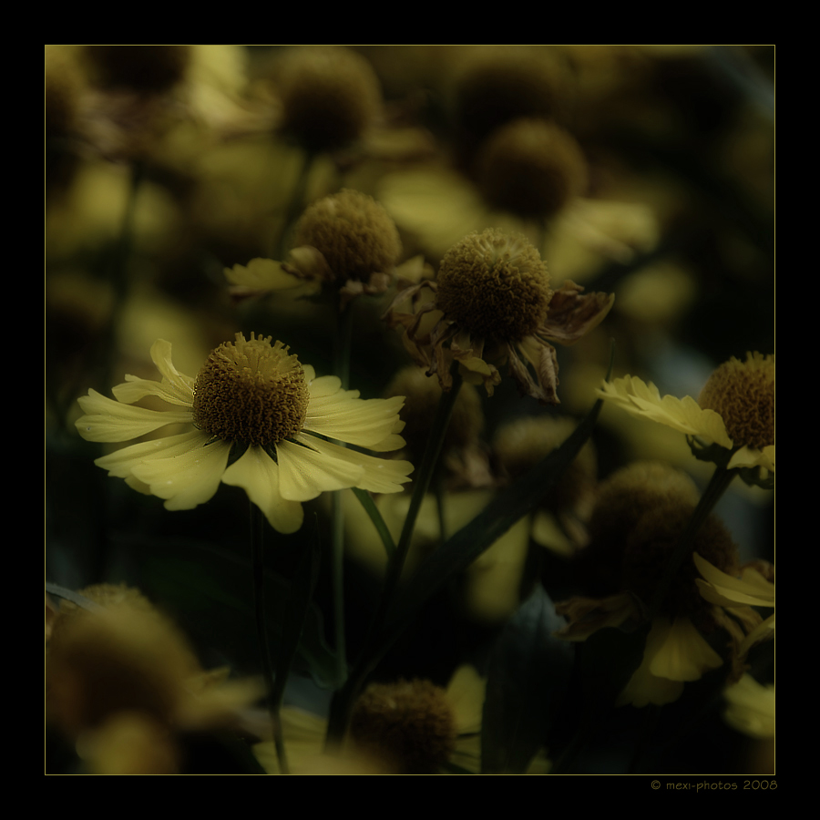 yellow dream