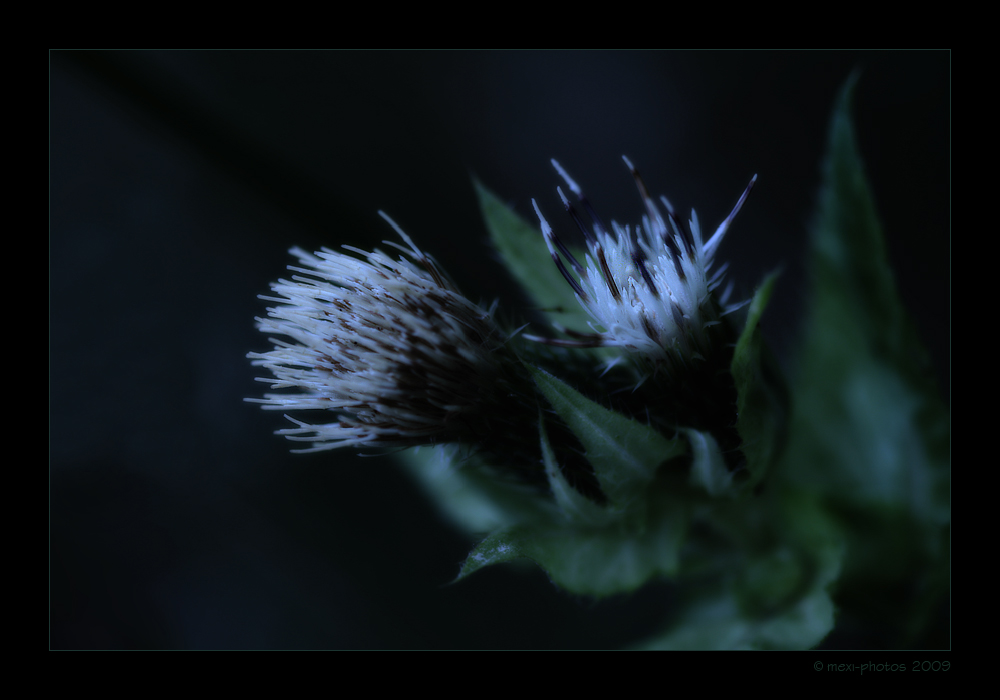Blue-Green-Dream