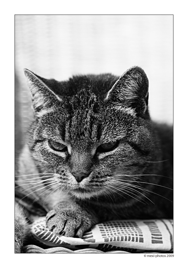 Chilling cat