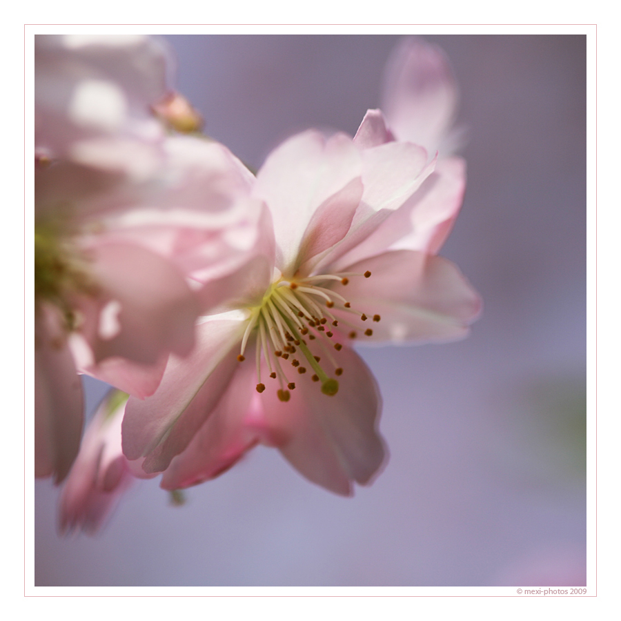 cherry