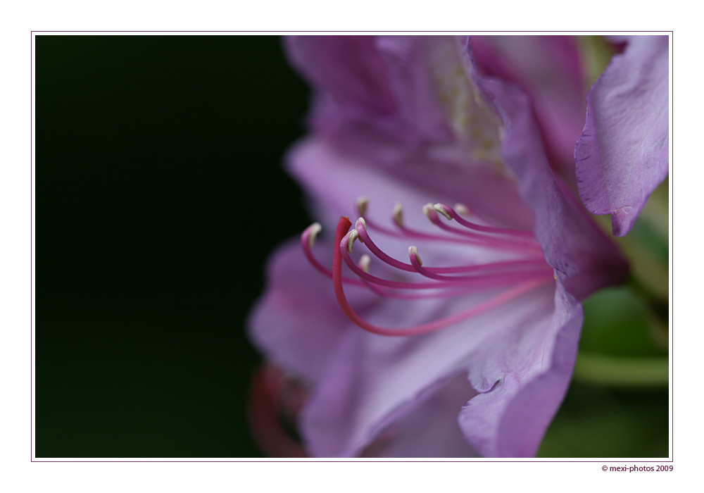 Flower in pink ...