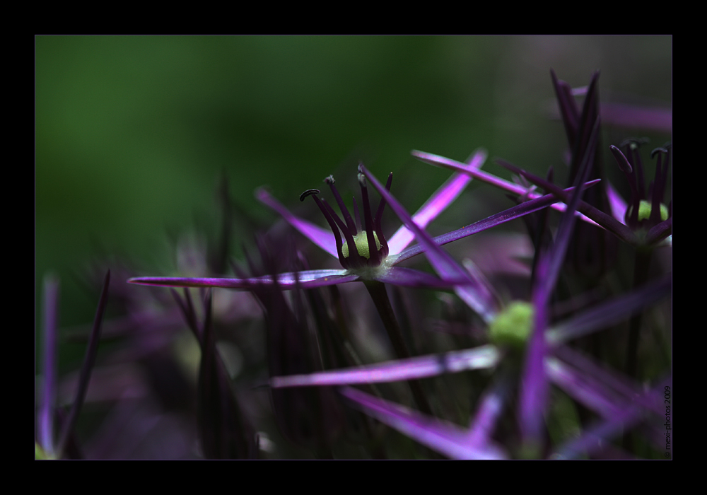 Sternblüten