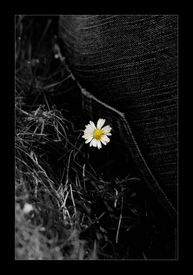 Gänseblümchen fast erwischt ...