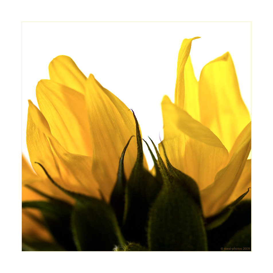 Sunflower-Macro