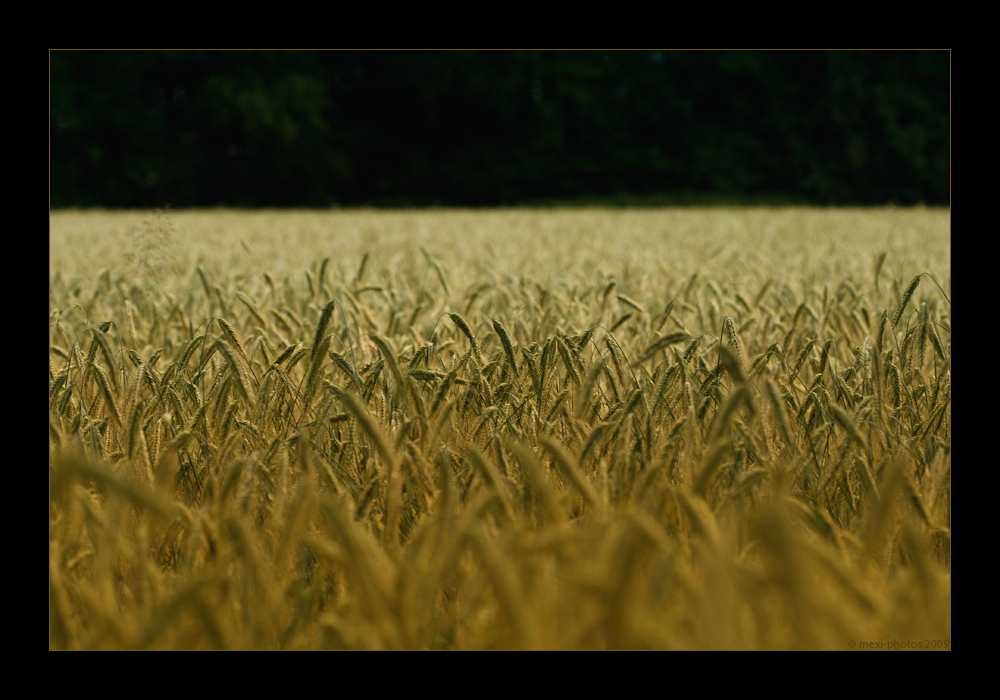 Kornfeld
