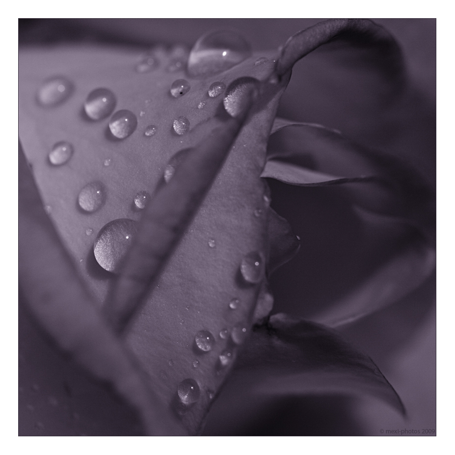violet-drops