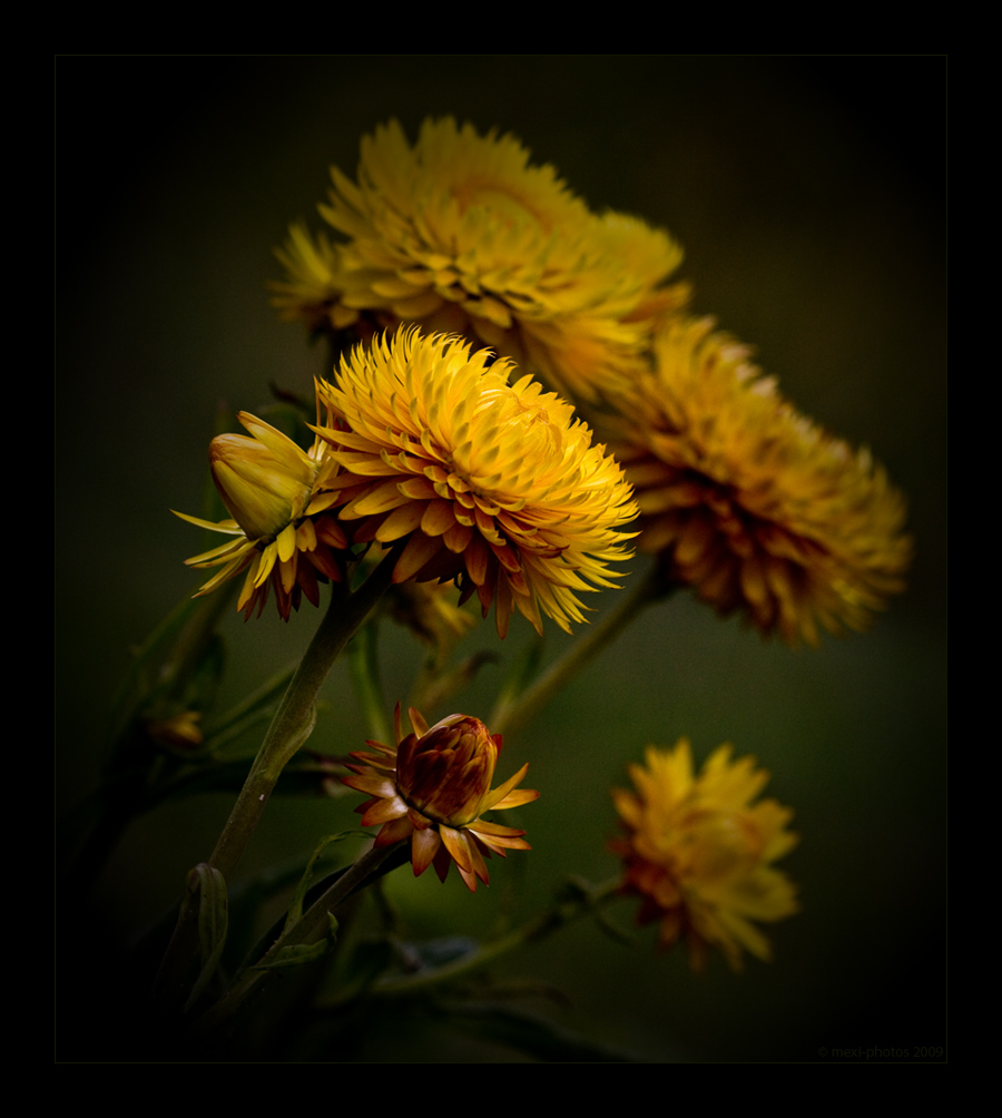 Strohblumen ...