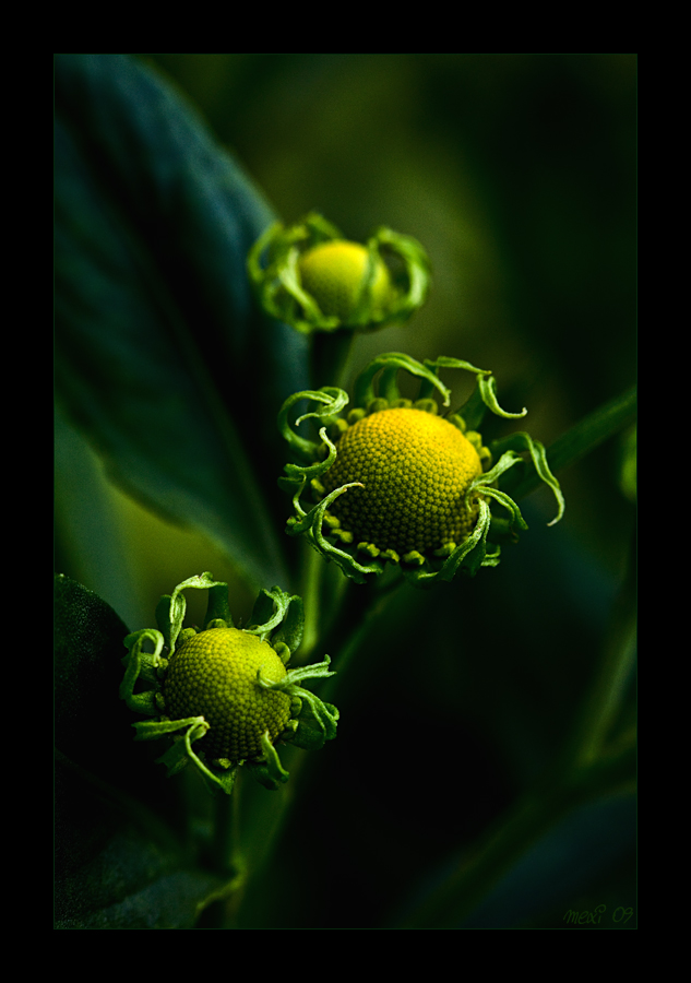 Grün - Green 