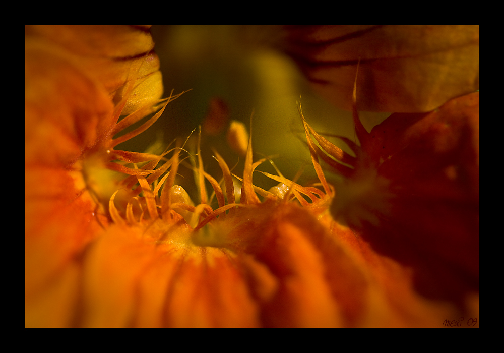 orange ...