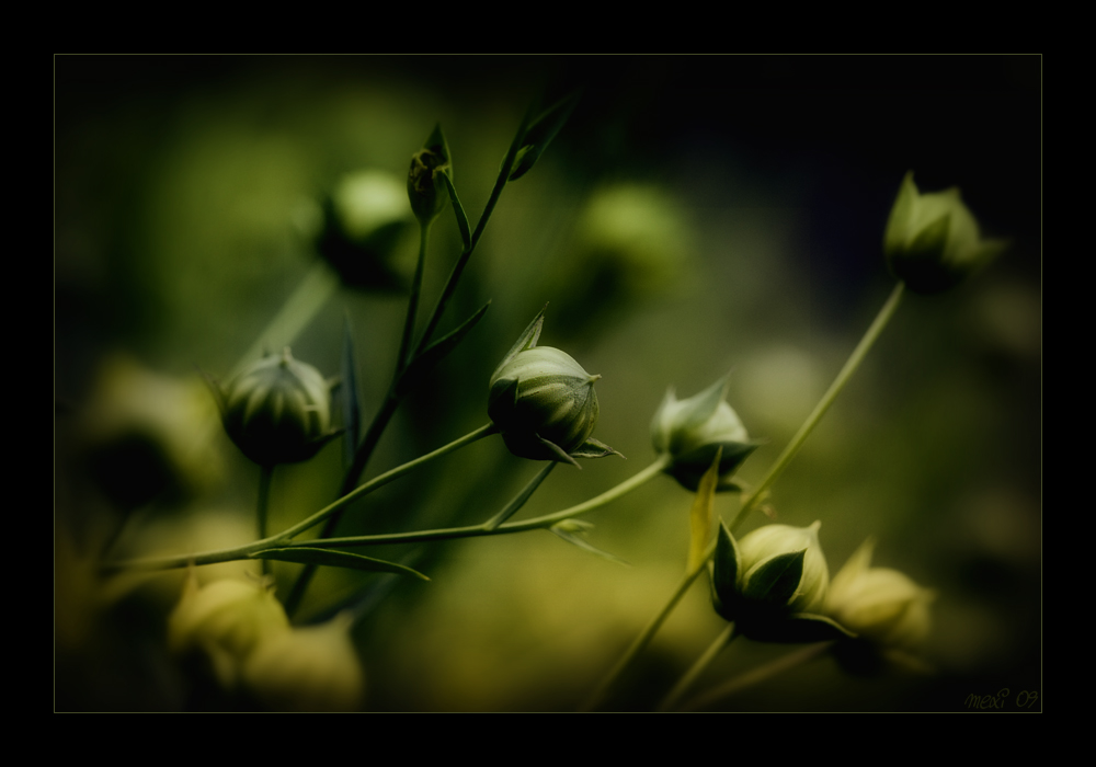 dreaming in green and yellow