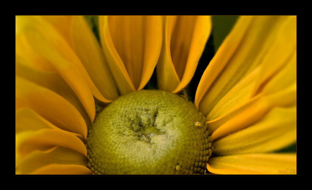 yellow ...