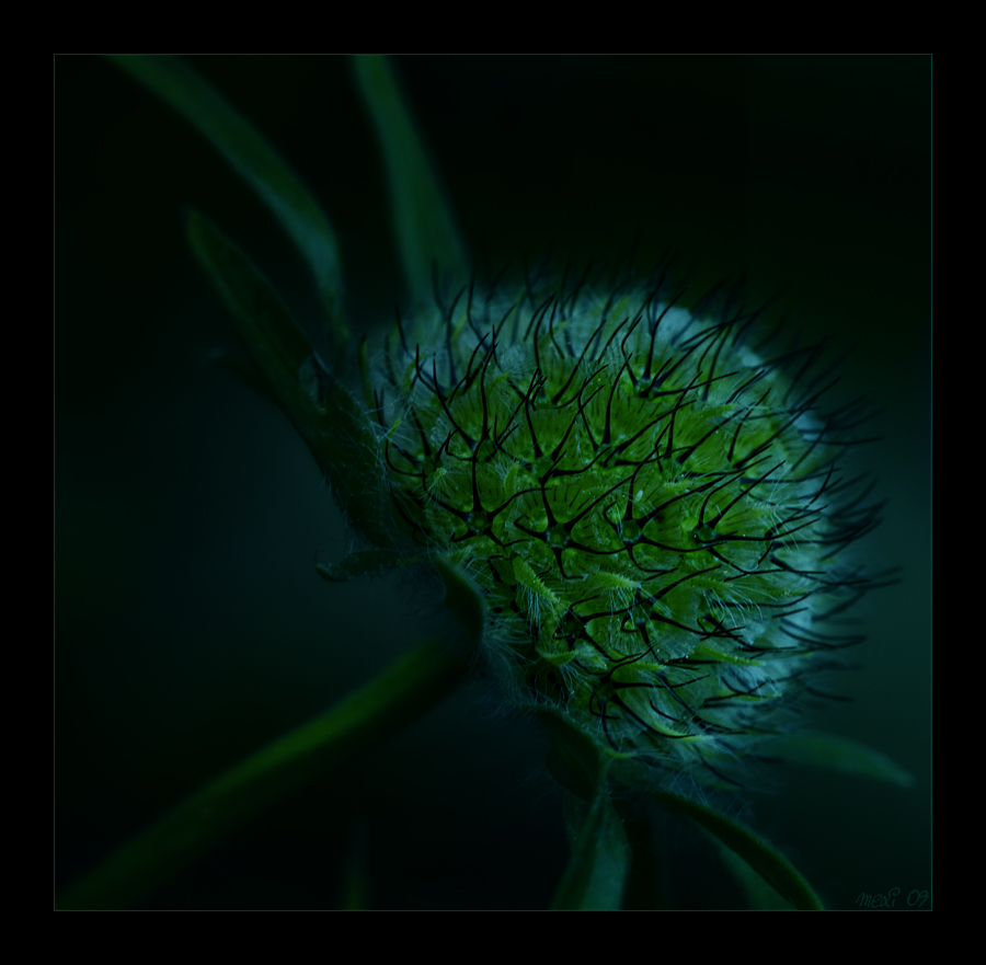 blue and green ...