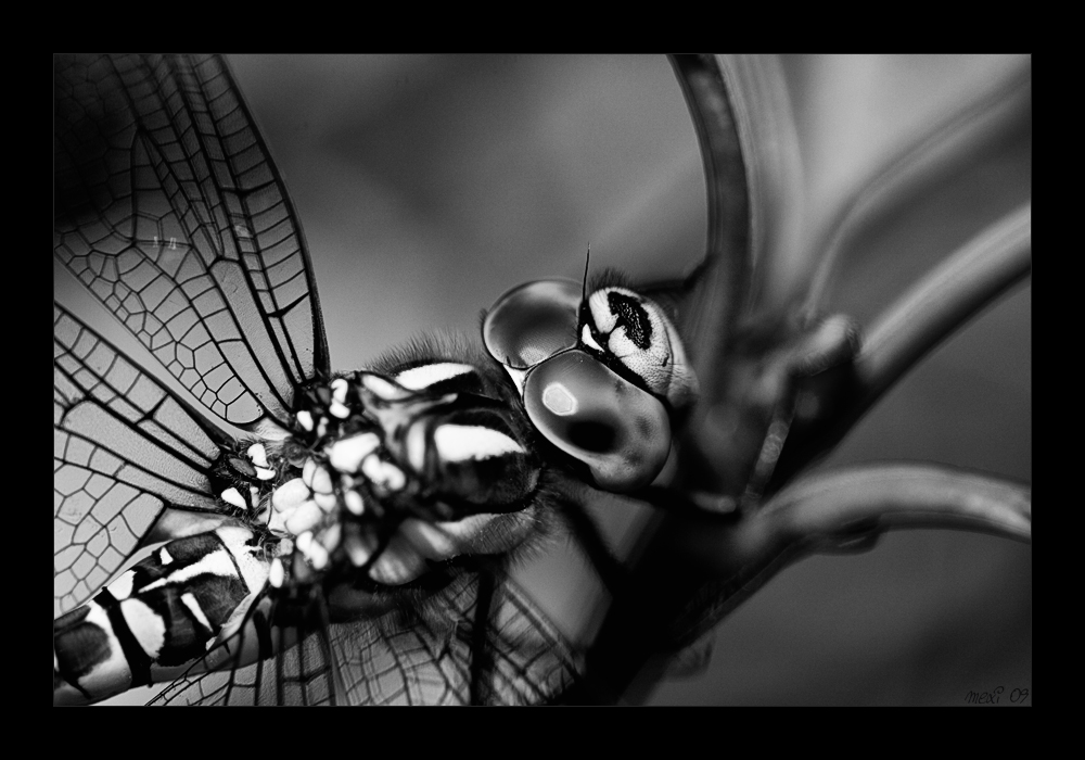 Libelle
