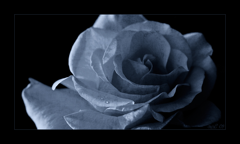 blue rose ...