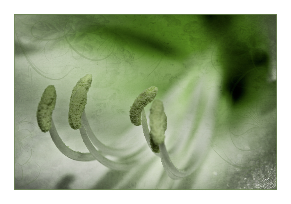 green dream