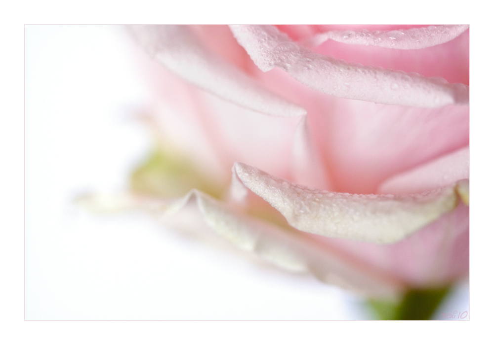 ein Hauch von Rose