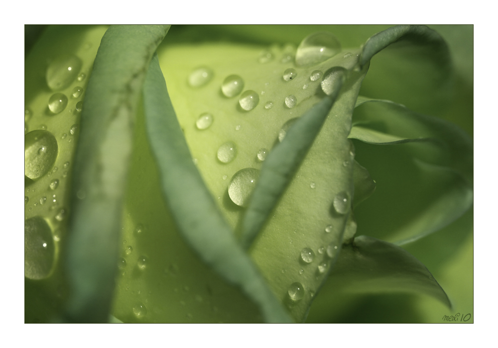 green rose