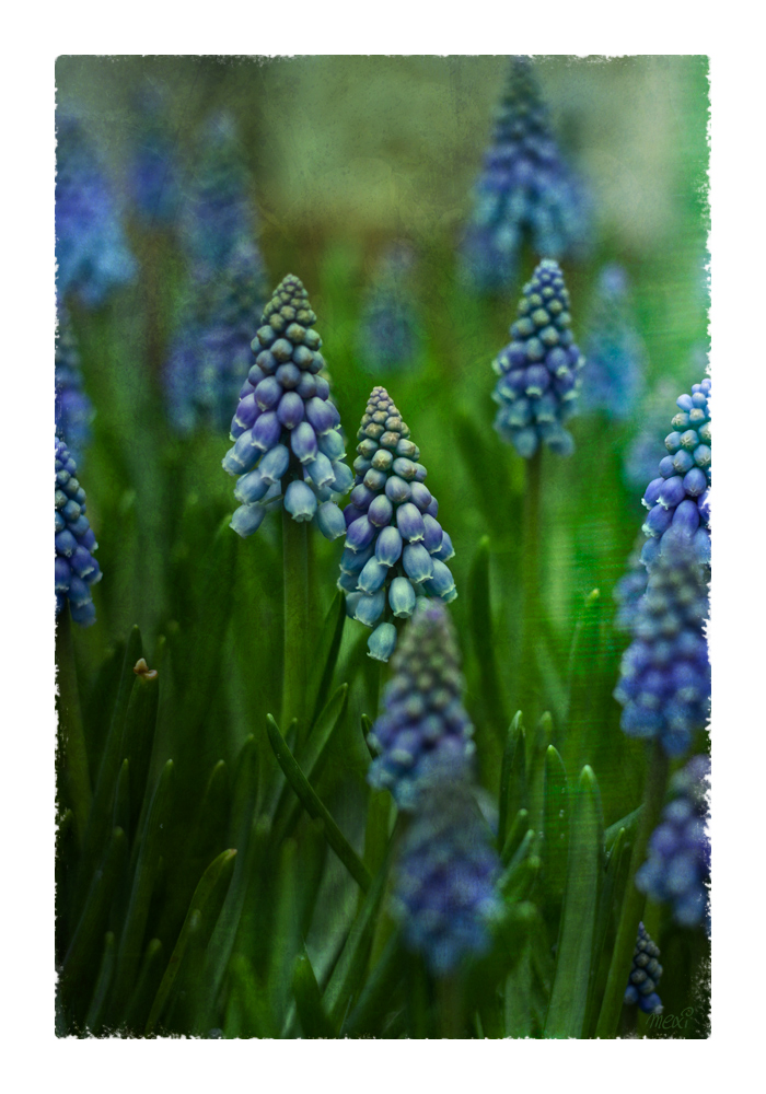 in blue and green ...