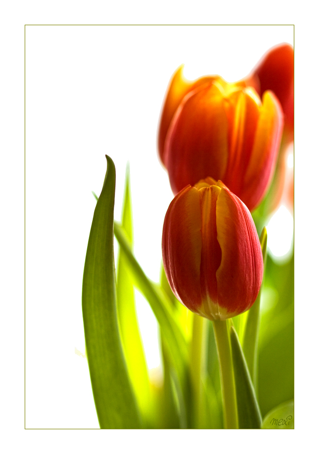 tulip