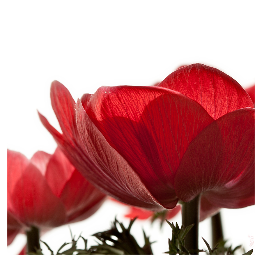 Anemone II