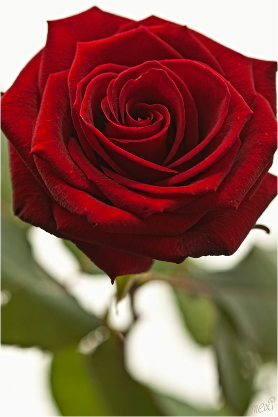first rose