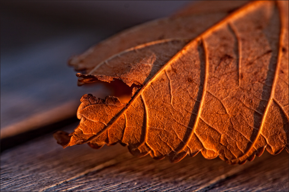 Goldener Herbst