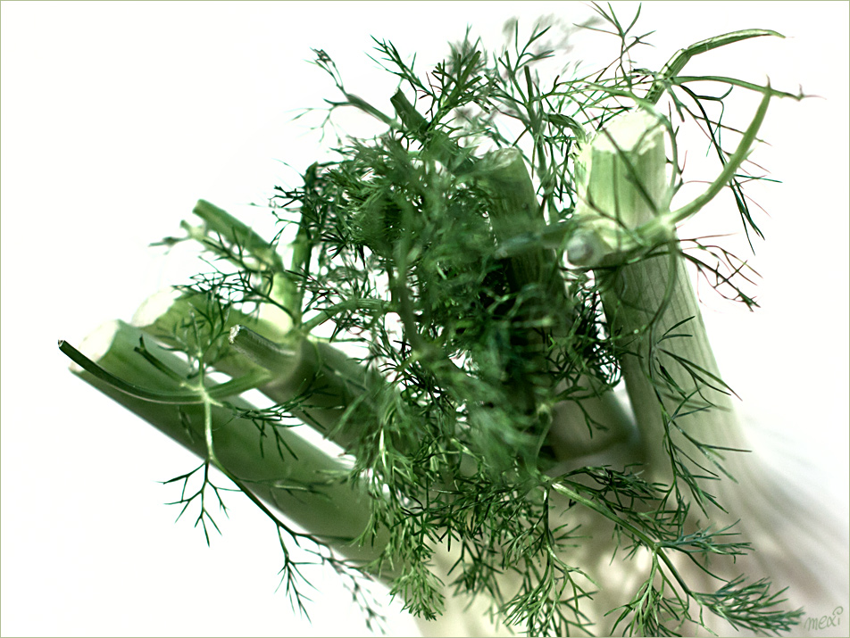 Foeniculum vulgare