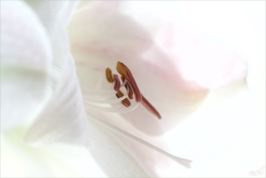 amaryllis
