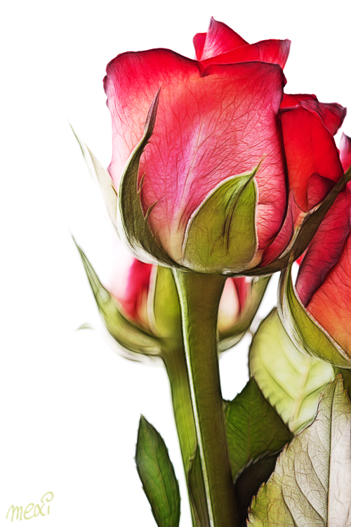 wonderful rose ...