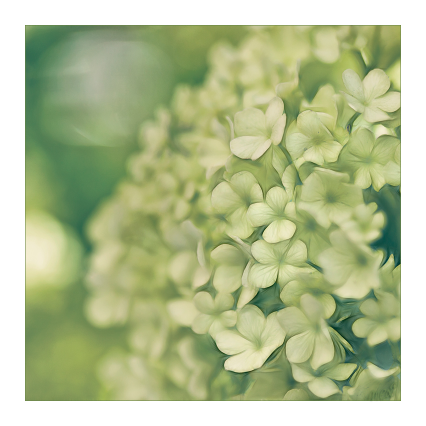 green and white