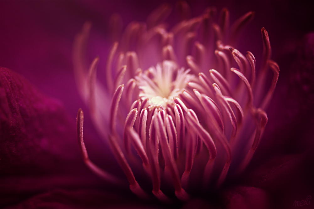 pink-dream