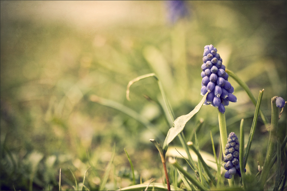 springtime
