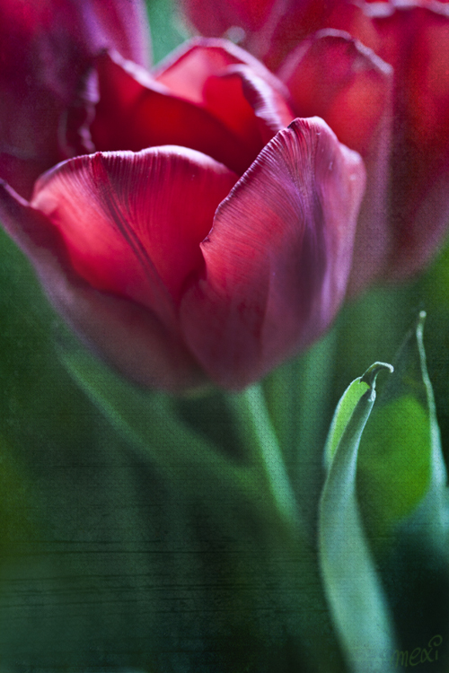 tulips