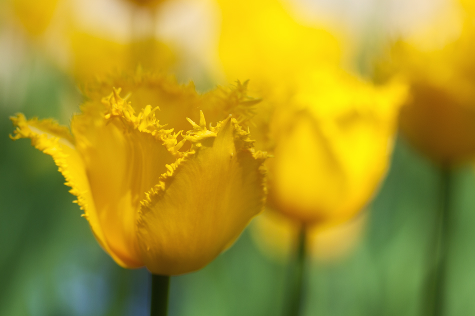 gelbe Tulpen
