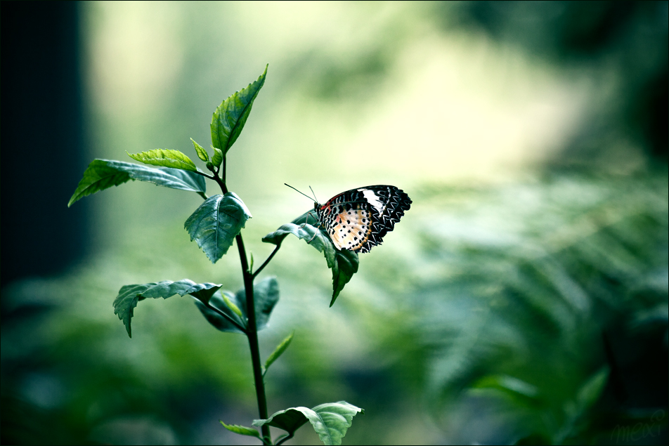 butterfly ...