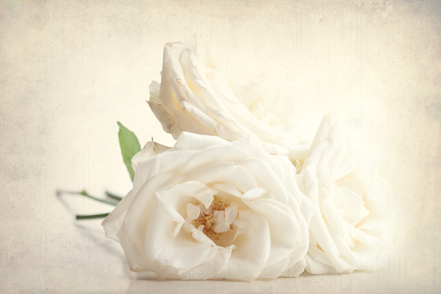 three white roses ...