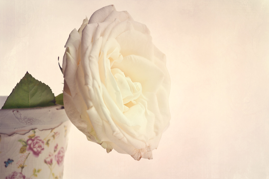 one white rose ...