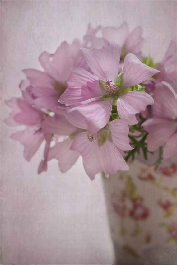 pink-flower_II