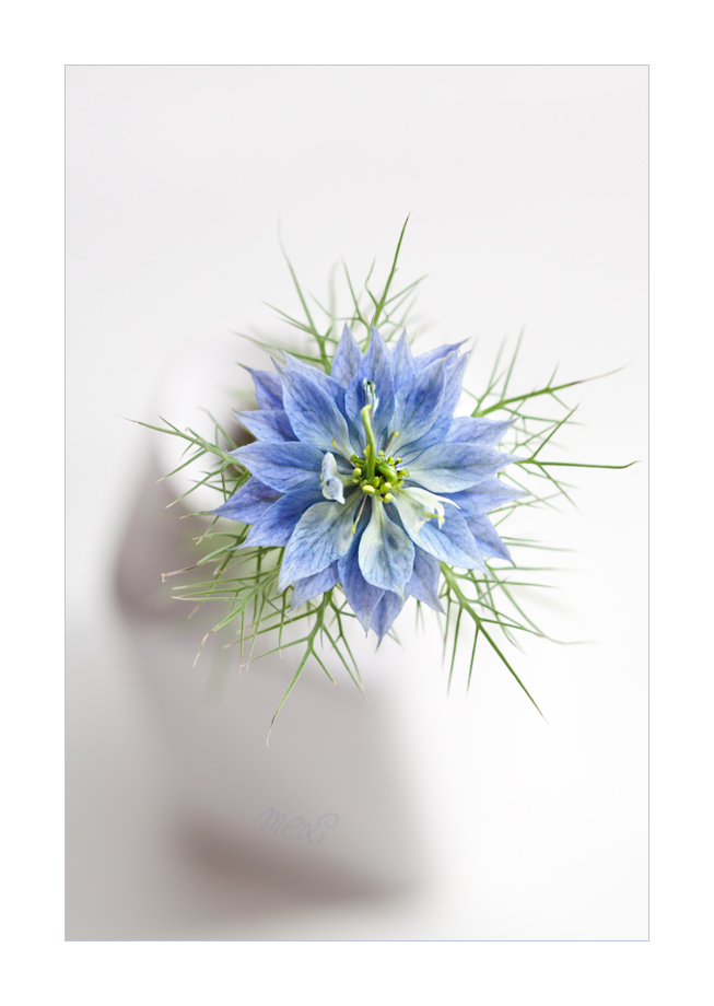 Nigella blue